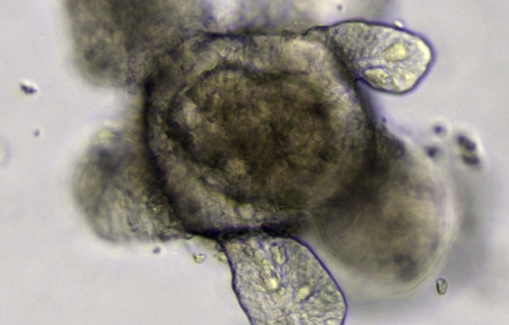 New properties of intestinal stem cells discovered in mini-organs