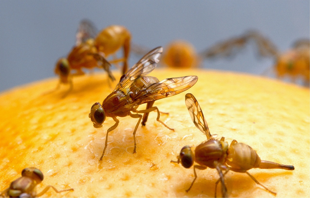 Can Insects be used to develop new therapies for colorectal cancer?